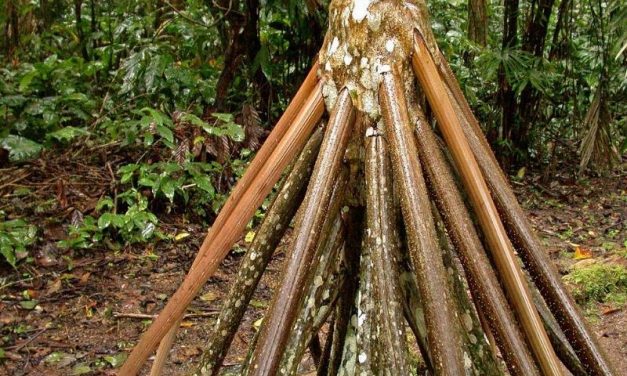 Dari Akar Hingga Gerak! Ini Fakta Unik Socratea Exorrhiza