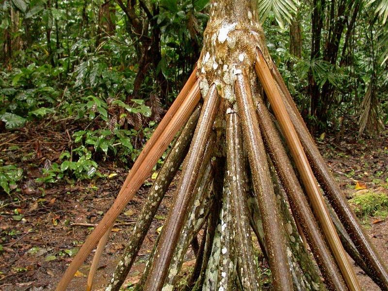 Dari Akar Hingga Gerak! Ini Fakta Unik Socratea Exorrhiza
