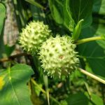 Di Balik Racunnya, Kecubung Ada Potensi Sebagai Bahan Herbal