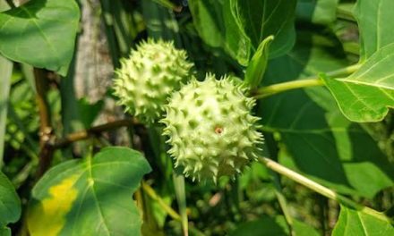 Di Balik Racunnya, Kecubung Ada Potensi Sebagai Bahan Herbal