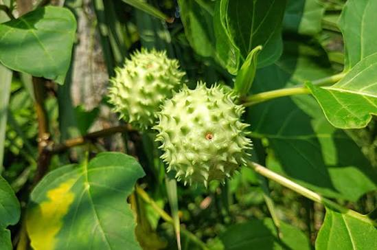 Di Balik Racunnya, Kecubung Ada Potensi Sebagai Bahan Herbal