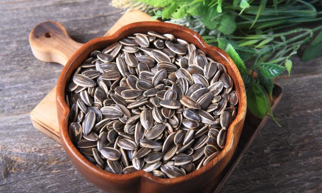 Makin Sehat! Biji Bunga Matahari Bisa Jadi Camilan Saat Diet
